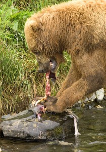420px-brown_bear_feeding_on_salmon.jpg